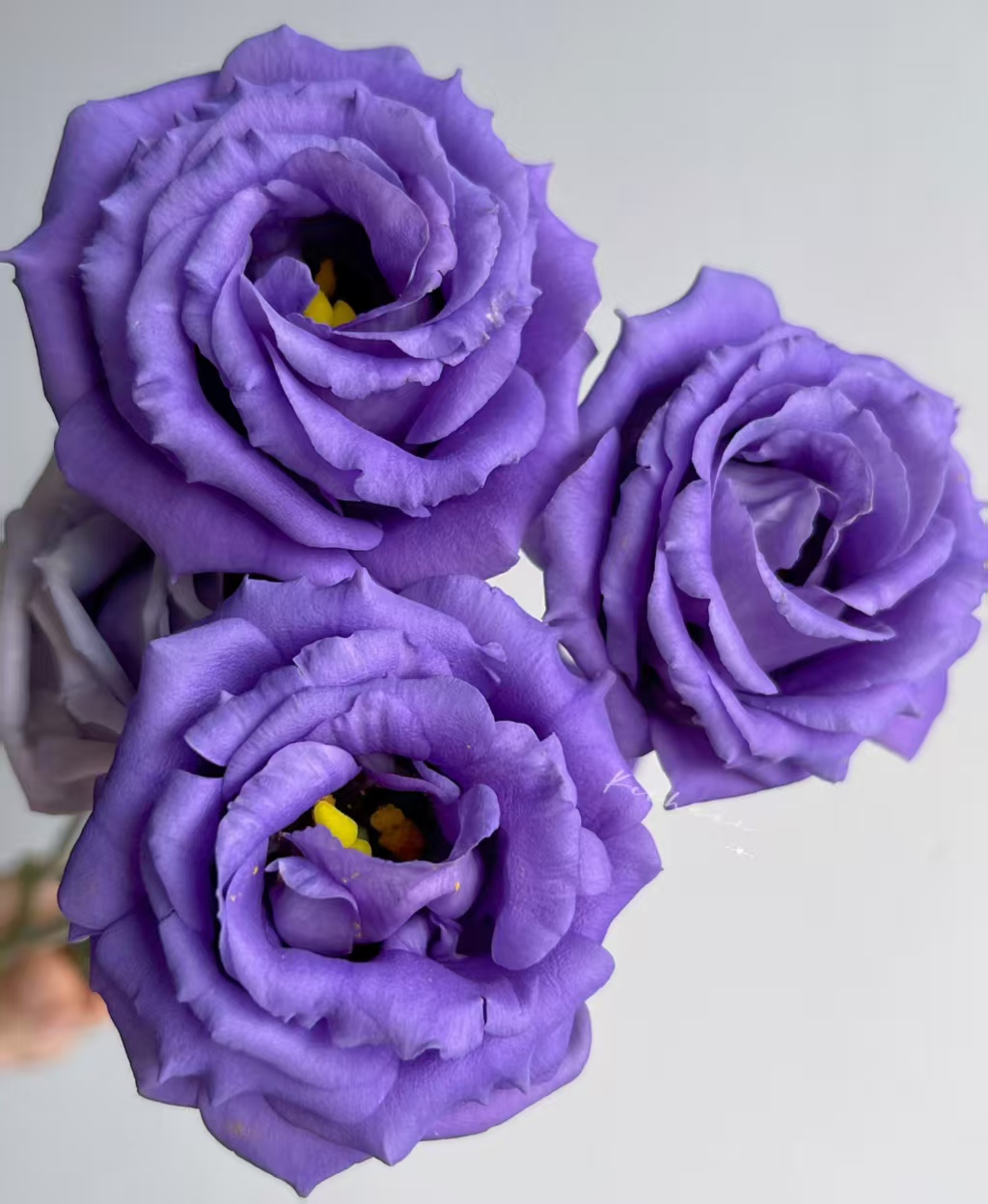 Purple Lisianthus
