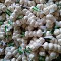 Regularny eksport do Fresh Pure White Garlic