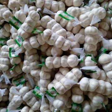 Regelmatige export voor Fresh Pure White Garlic