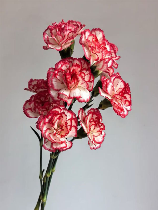 Dance tune spray carnation4