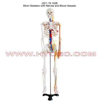 85cm Skeleton with Nerves and Blood Vessels-J3C1.19.102B