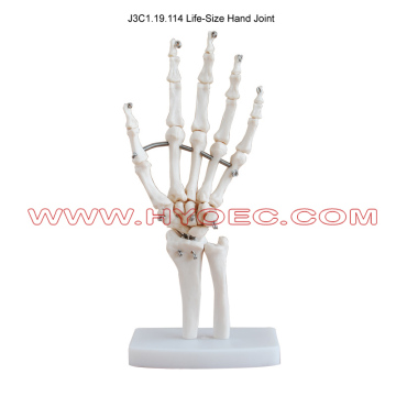 Life-Size Hand Joint-J3C1.19.114
