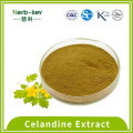 Herbal Medicine Celandine Extract 4:1 powder Factory