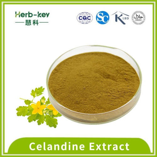 Ginger Extract Powder Celandine Extract 5:1 Brown yellow powder Supplier