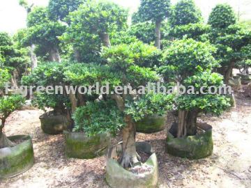 Ficus microcarpa bonsai trees layer