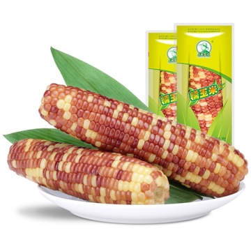 Iochief Sweet Corn