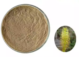 bulbine natalensis for sale