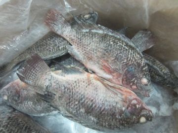 Big Size Tilapia 500-800g