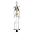 Человеческая скелетная полоса модель 85 см