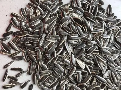 Natural sunflower seeds 601 from Inner Mongolia