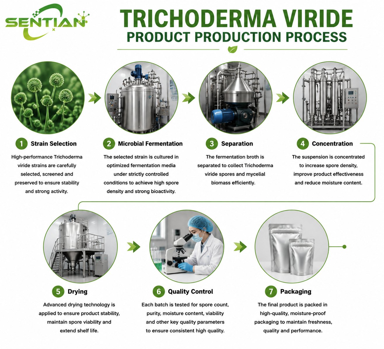 Trichoderma viride（1）