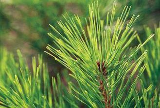 Health Green Pine Needle Tea Rich In Sugar , Crude Protein