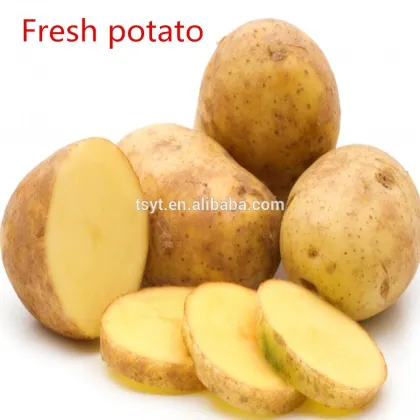 Fresh Potato From 2015 Autumn Crop