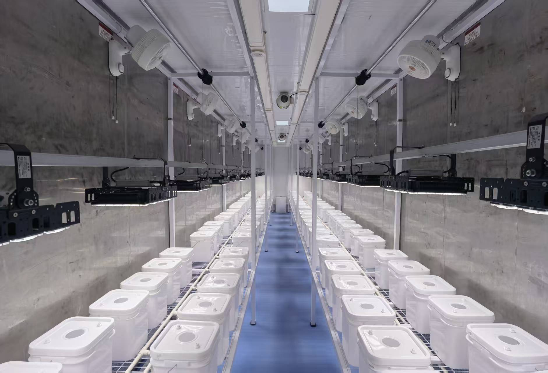 زراعة الفاكهة الباذنجانية من النوع YD40JBQ-B01-TK