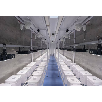 زراعة الفاكهة الباذنجانية من النوع YD40JBQ-B01-TK