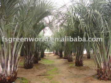 butia capitata