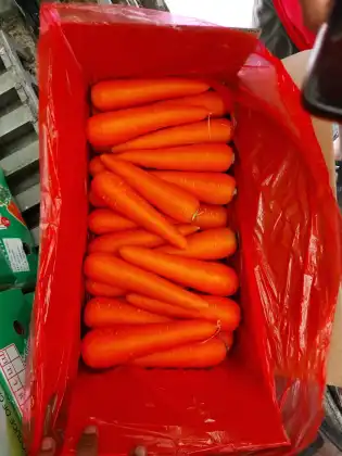 Global Gap Certificated Fresh FUJI Apple