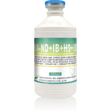 Vaccin inactivat ND/ IB/H9/IBD