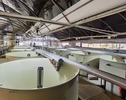 RAS High Quality Customizable PP Fish Tanks Shrimp