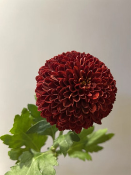 Red Ping pong chrysanthemum