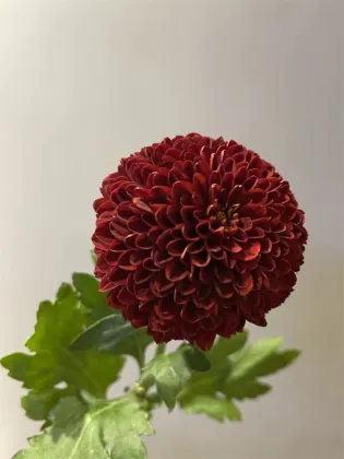 Red Ping pong chrysanthemum