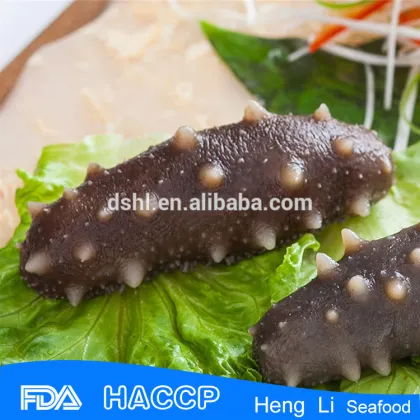 Premium quality sea cucumber
