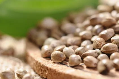 Organic Hemp Seed Efficient Raw