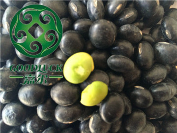 Black Beans,Green Kernels Inside