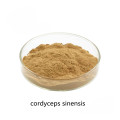 Buy oral solution cordyceps sinensis extract powder