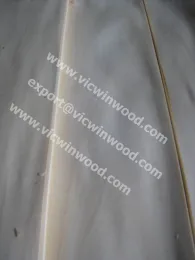 Basswood