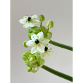 Ornithogalum Arabicum زهور الحشو المجففة