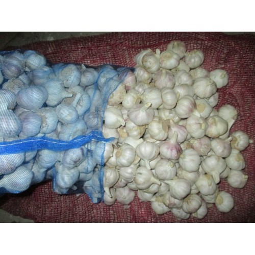 Ail blanc normal frais de stockage au froid