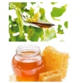 bulk sale organic golden liden bee honey