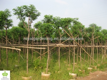 Cassia glauca (Cassia surattensis)