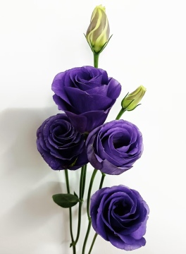 Purple Lisianthus Double Fresh Cut Flowers for Florists