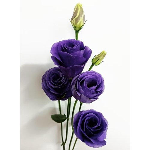 বেগুনি Lisianthus ফুলের জন্য ডাবল টাটকা কাট ফুল
