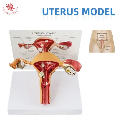 Life Size Female Uterus Anatomical Model for Teaching and Learning Resources