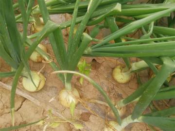High Quality New Crop Yellow Onion 2019