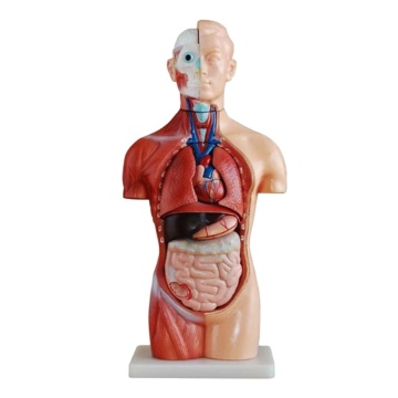DARHMMY 42cm Sexless Human Torso Model with 18 Parts for Medical Education