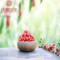 Wolfberry / Lycium Barbarum / organiczne jagody goji