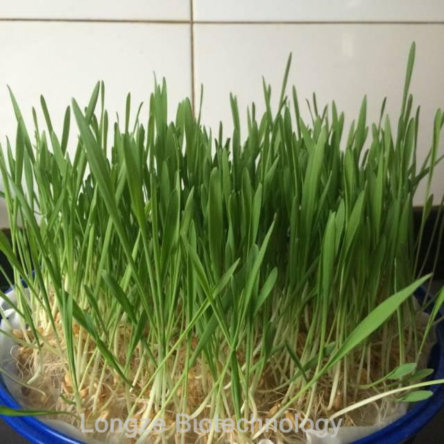 Barley Grass