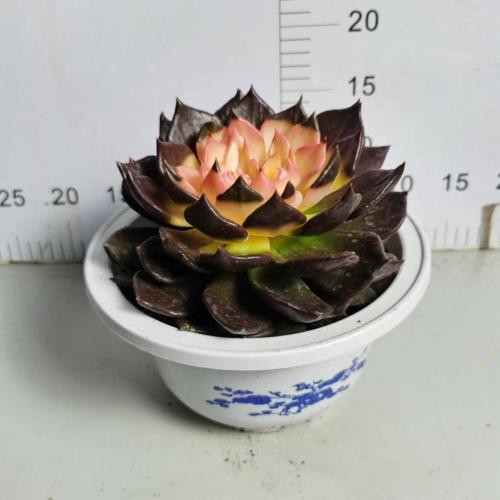 Echeveria với giá thấp hơn