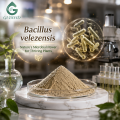 Ingrediente probiótico en polvo de Bacillus Velezensis de alta pureza