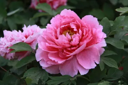 Peony Extract Peoniflorin profile