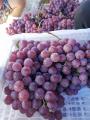 Gorąco sprzedaj świeże słodkie czerwone winogrona