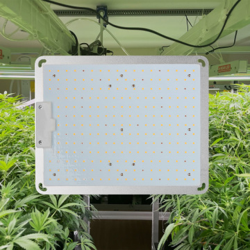 Luzes de cultivo de LED para plantas internas espectro completo