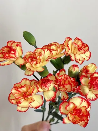 Spray carnation samba sunset yellow