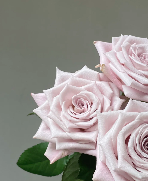 Manta Rose