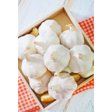 5,5 cm Factory Pure White Fresh Knoblauch