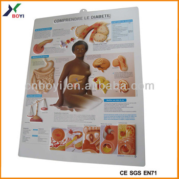Plastic 3D Embossed Picture 3D Medical Animation